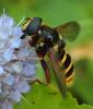 Sericomyia silentis